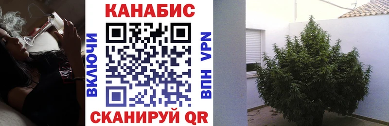 Каннабис план Осташков